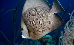 MediaEarth - Bahamas 2017 - DSC02317_rc - Gray Angelfish - Pomacanthus arcuatus